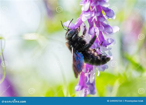 Violet Carpenter Bee Xylocopa Violacea Pollinates A Purple Flower