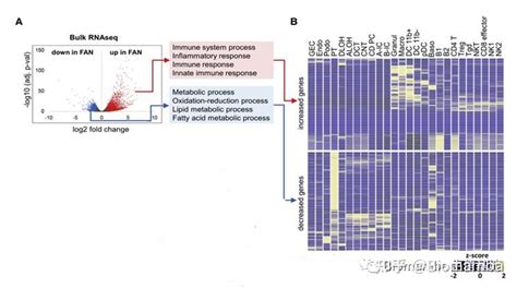 Cell Metabolism Esrra