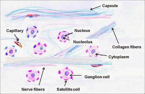 Dorsal Root Ganglion Diagram Labeled