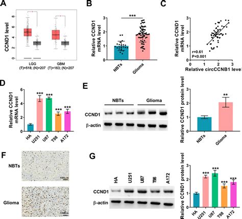 Ccnd1 Was Increased In Glioma Tissues And Cells A Gepia Showed The