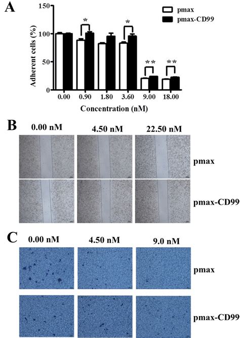 The Over Expression Of CD99 In The Huh7 5 Cells Rescued The