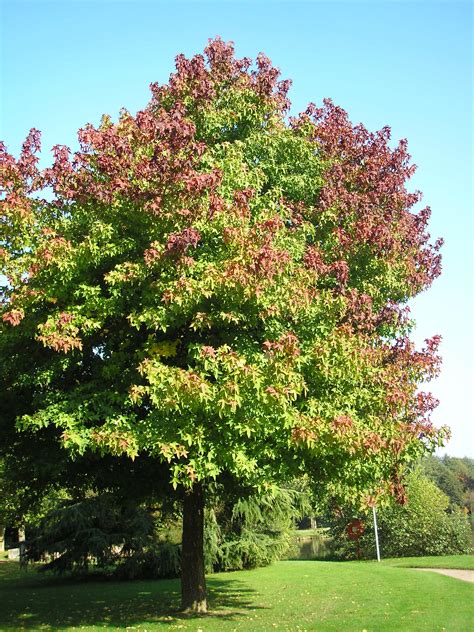 Sweetgum Nwa Plants Inc