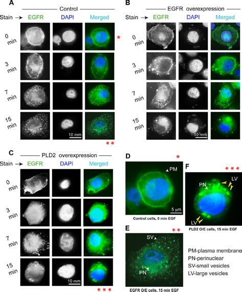 Intracellular Colocalization Of Pld And Egfr During Endocytosis A