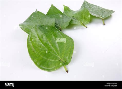 Betel Leaf Of Indian Subcontinent Stock Photo Alamy