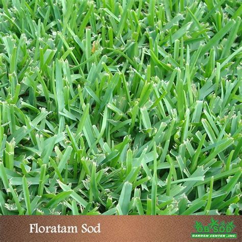 Floratam Sod Tampa Bay Sod Grass Type Sod Types Of Grass