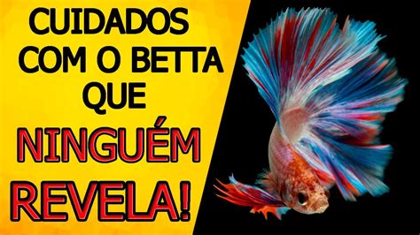 Cuidados Peixe Betta Seu Peixe Betta é Saudável Como Saber