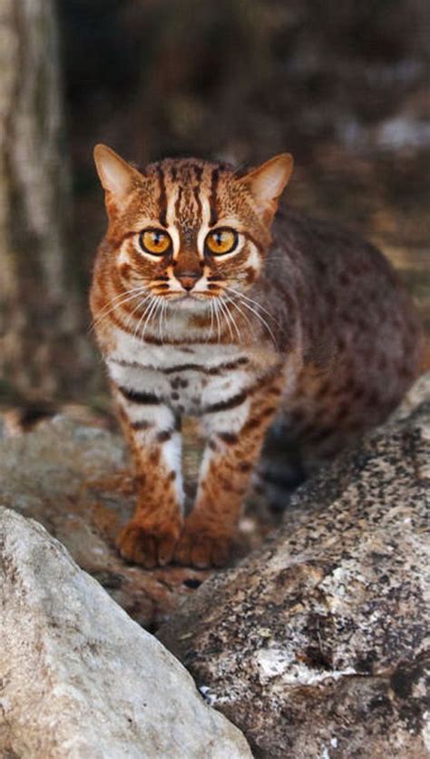 rusty spotted cat pet price - Rosario Welker