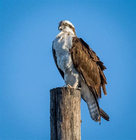 Osprey Owen Deutsch Photography