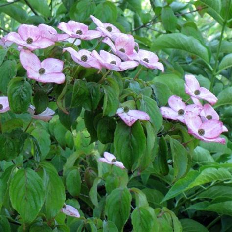 Cornus Kousa Satomi Cornouiller Du Japon A Douce Floraison Rose