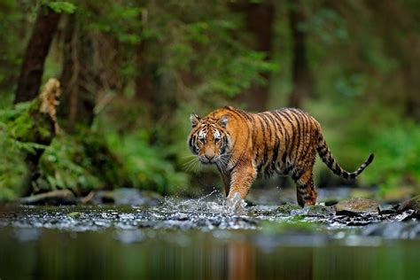 Enchanted Land of South India – The Periyar Wildlife Sanctuary of ...