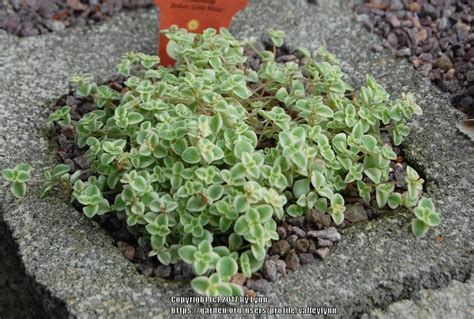 Photo Of The Leaves Of Sedum Crassula Pellucida Subsp Marginalis