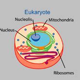 Eukaryotic Organisms | ScienceIQ.com