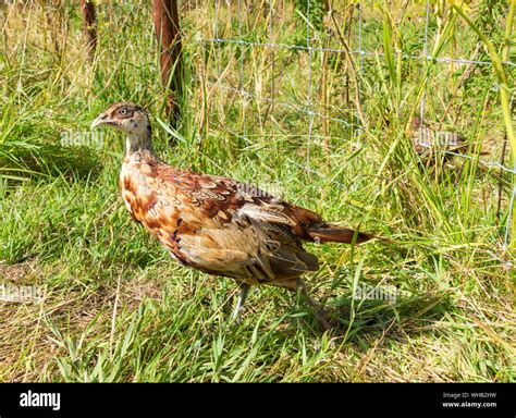 Pheasant Poult Chick Hi Res Stock Photography And Images Alamy