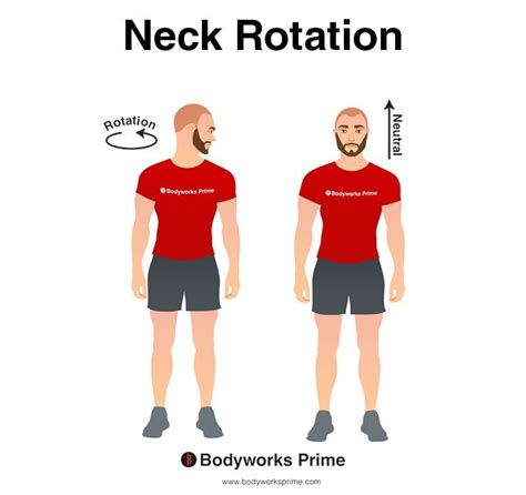 Sternocleidomastoid Muscle Anatomy Bodyworks Prime