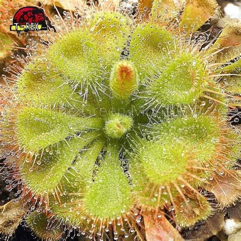 Compre agora a Drosera Burmanni a planta carnívora fascinante e fácil