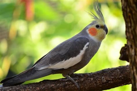 Cacatúa Ninfa O Carolina Cómo Es La Cacatúa Ninfa O Carolina