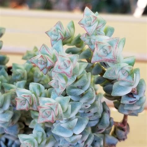 Crassula Rupestris Tom Thumb F Variegata Placed Etsy