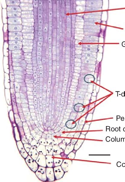 Median Longitudinal Section View Of A Arabidopsis Thaliana Ram The