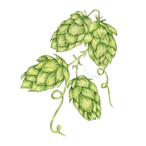 Hop Cones Watercolor Illustration Green Humulus Lupulus Vine For Beer