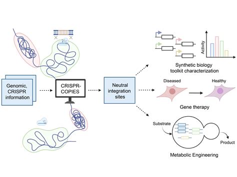 New Crispr Tool Accelerates And Optimizes Genome Editing