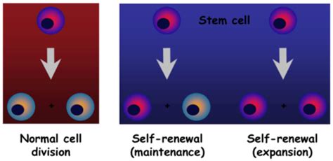 L09 Stem Cells Flashcards Quizlet