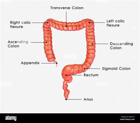 Large Intestine Stock Photo Alamy