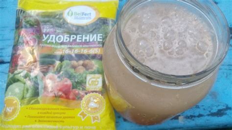 Настоящая находка для моих петуний — перекись и лимонка | Маленький сад ...