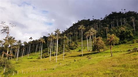 Parque Nacional de Cutervo sorpréndete con este bosque de palmeras en