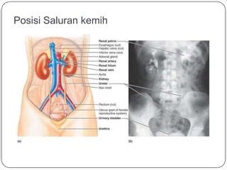 Anatomi Sistem Urinaria PPT