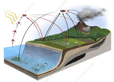 Carbon-oxygen cycle - Stock Image - C043/1365 - Science Photo Library