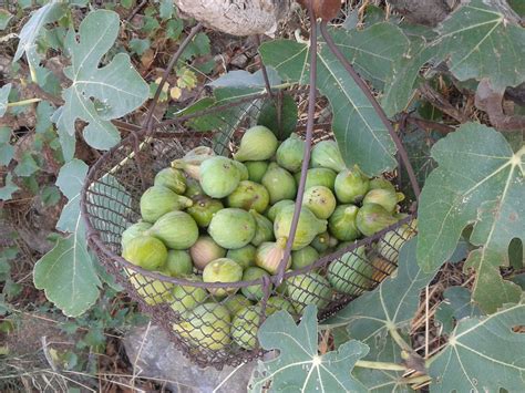 Amanida De Figues Amb Nous Formatge De Cabra I Vinagreta De Llimona I