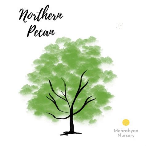 Northern Pecan Tree Mehrabyan Nursery