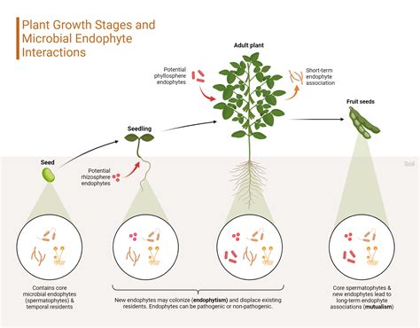 Plant Growth Stages And Microbial Endophyte Interactions Biorender Science Templates