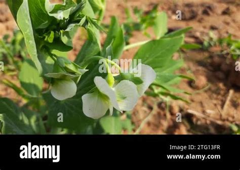 Pea Flower In Vegetable Garden The Peais Small Spherical Seedor The