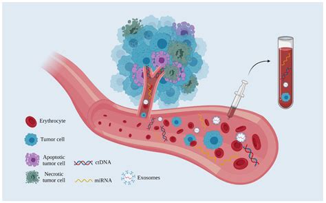 Ijms Free Full Text Liquid Biopsy A New Translational Diagnostic