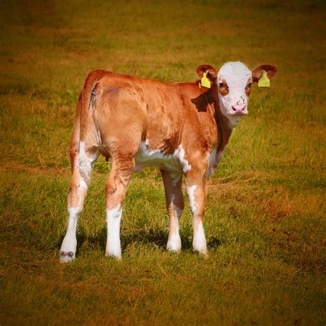 ᐈ Cute calf stock pictures, Royalty Free cute calf photos | download on ...