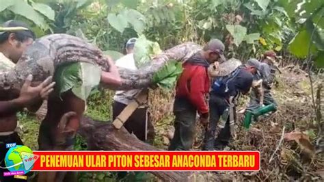 Terbaru Ular Piton Raksasa Sebesar Anaconda Ditemukan Di Muna