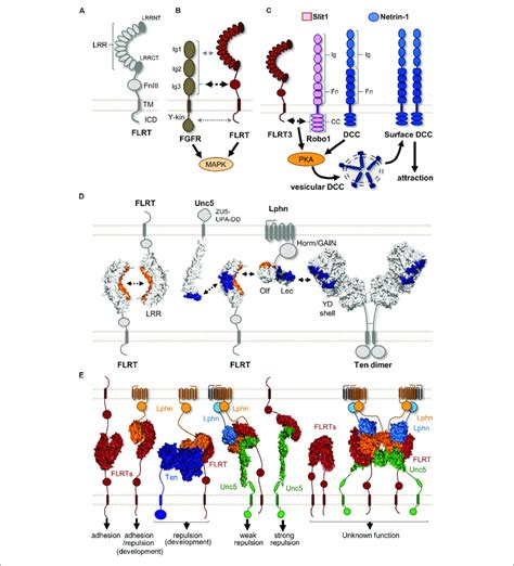 Protein Complexes Formed By Flrts And Their Binding Partners A