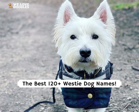 The Best 120+ Westie Dog Names!