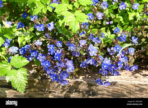 Blue Spring Flowers Of Veronica Peduncularis Also Known As Veronica