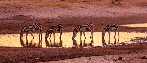 Zebra migration in Africa - Encompass Africa