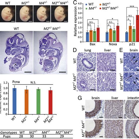 Pdf P53 Pathway Is Involved In Cell Competition During Mouse