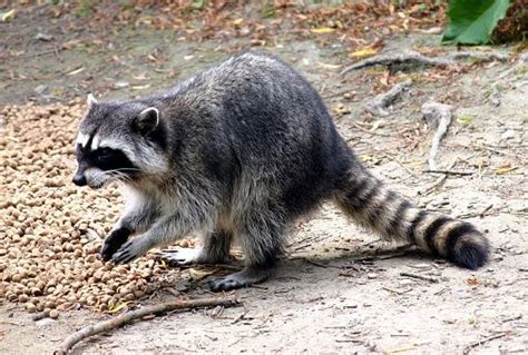 Raccoon feeding on food provided caretakers at Stanley Park ...