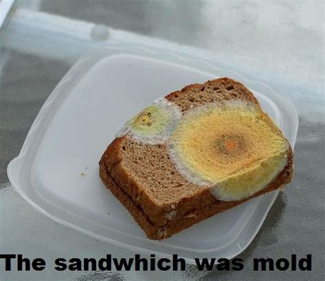 The Sandwich was mold: Image Gallery (List View) | Know Your Meme