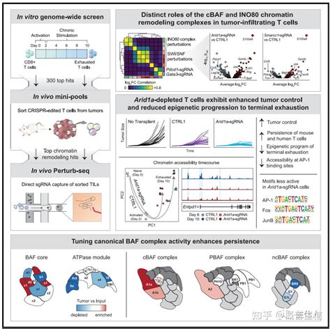 王炸组合Perturb SeqCRISPR single cell 知乎