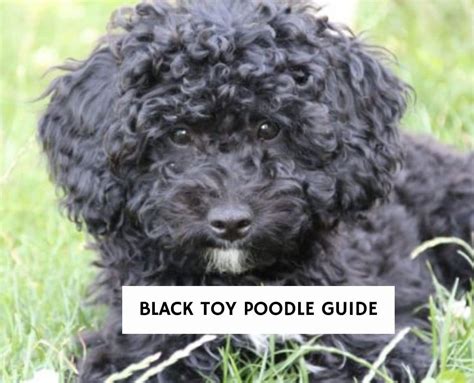 Tiny Toy Poodle Breeders In Indiana | Wow Blog