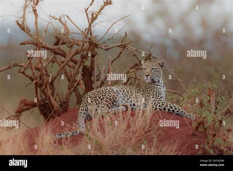 African Savanna No Animals Hi Res Stock Photography And Images Alamy