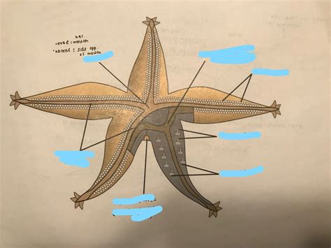 Echinodermata anatomy Diagram | Quizlet