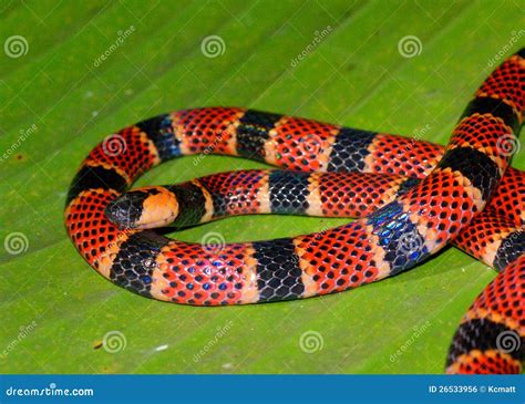 Close Up of Coral Snake, Micrurus Alleni Stock Photo - Image of large ...