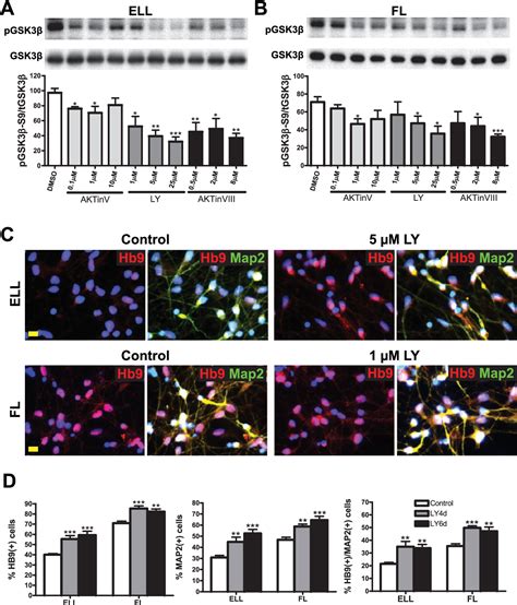 Figure 3 From Critical Role Of Pi3kaktgsk3β In Motoneuron